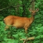 wildlife-deer.jpg
