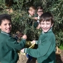 School Olive Project Comes Up With The Good Oil