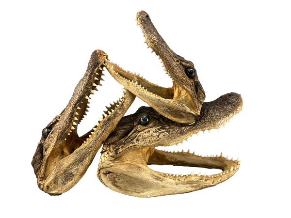 Alligator Themed Souvenirs 1064