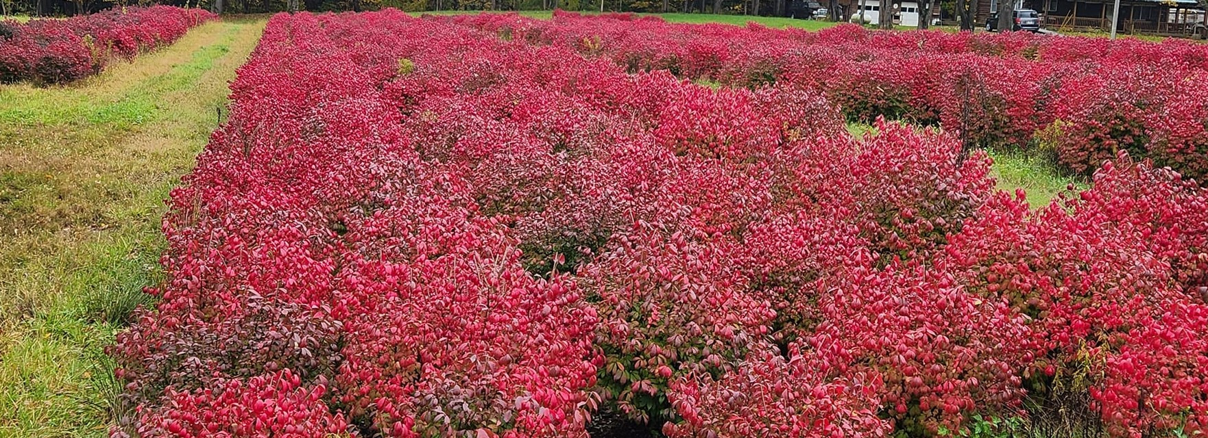 Euonymus alatus compacta 308