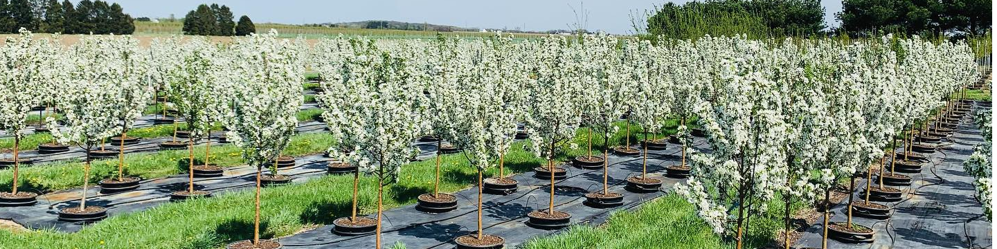 Kankakee Nursery Co. 731