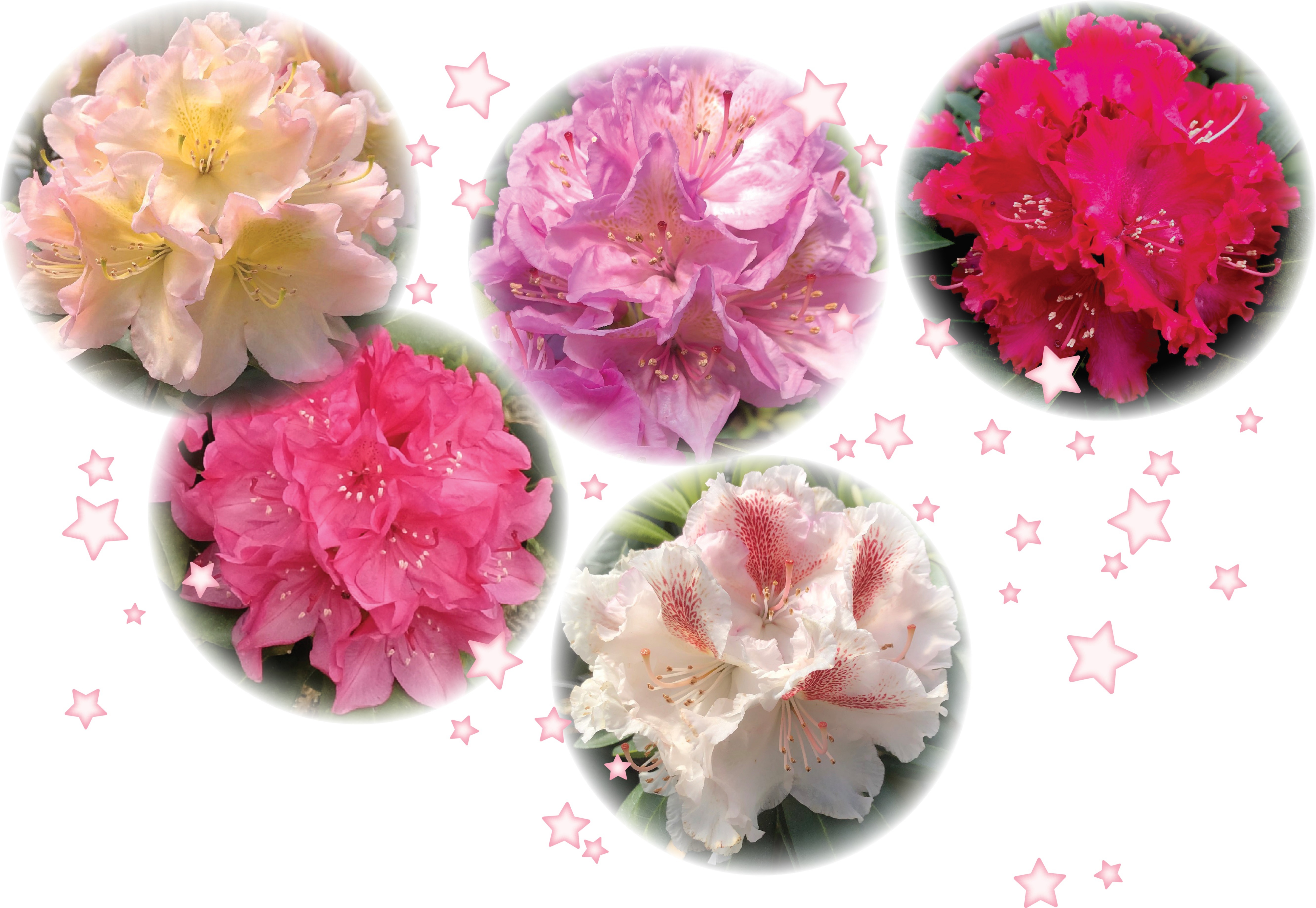 Holden's® Series Rhododendrons 176