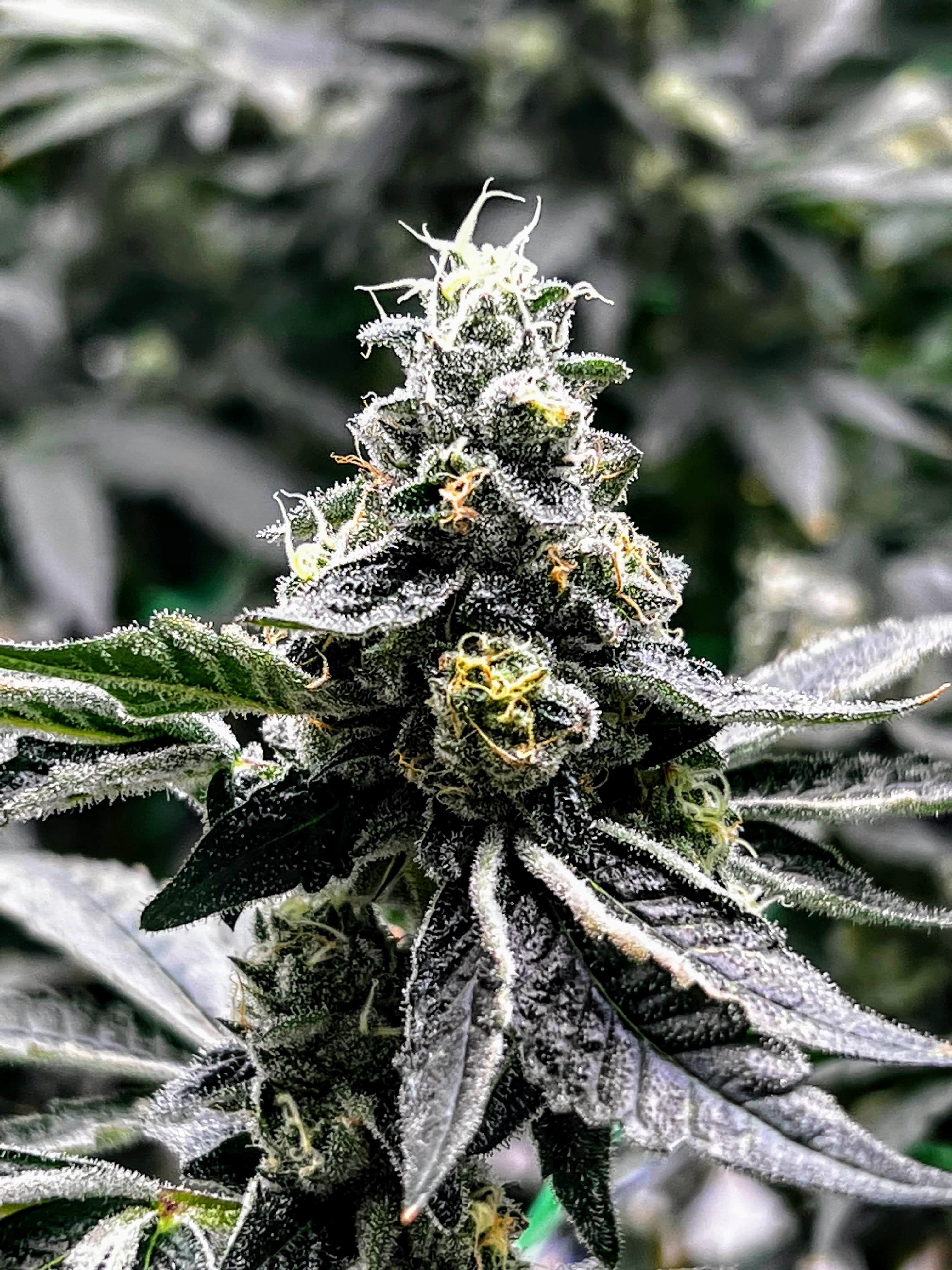 Mobile Vertical Grow Racks 131