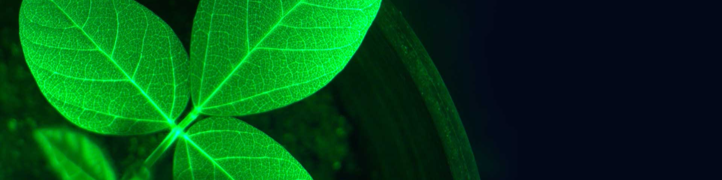 InnerPlant 547
