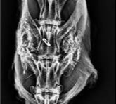 Posterolateral Spinal Fusion Research With IBEX 187