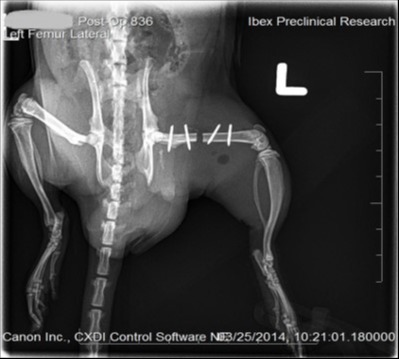 Streamlined Orthopedic Preclinical Research Services 189