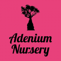 Adenium Nursery 512