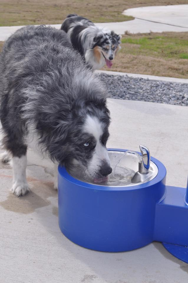 Free Shipping on Water Fountains 160