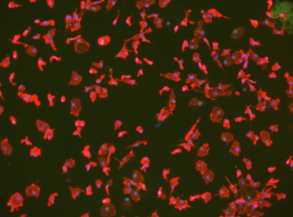 Human Microglia, iPSC Derived: BX-0900 120