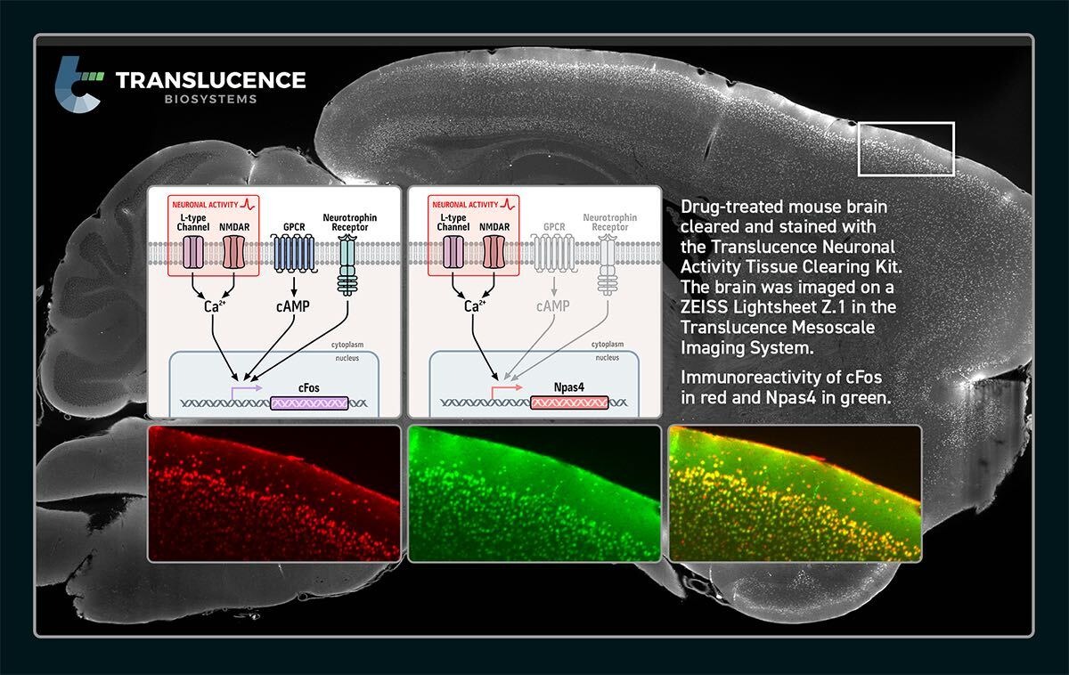 Neuronal Activity Tissue Clearing Kit 205