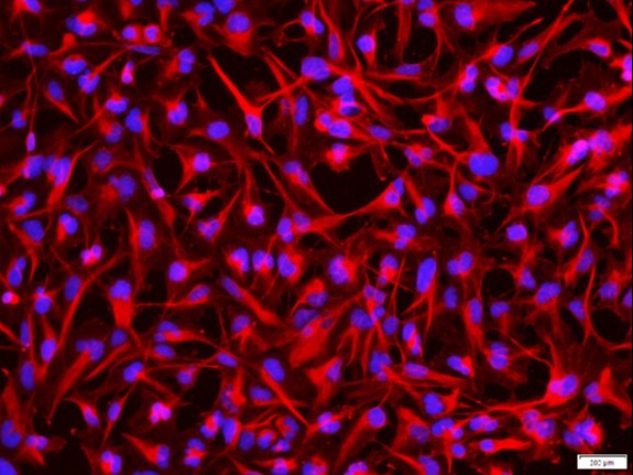 iPSC-Derived Cells 230