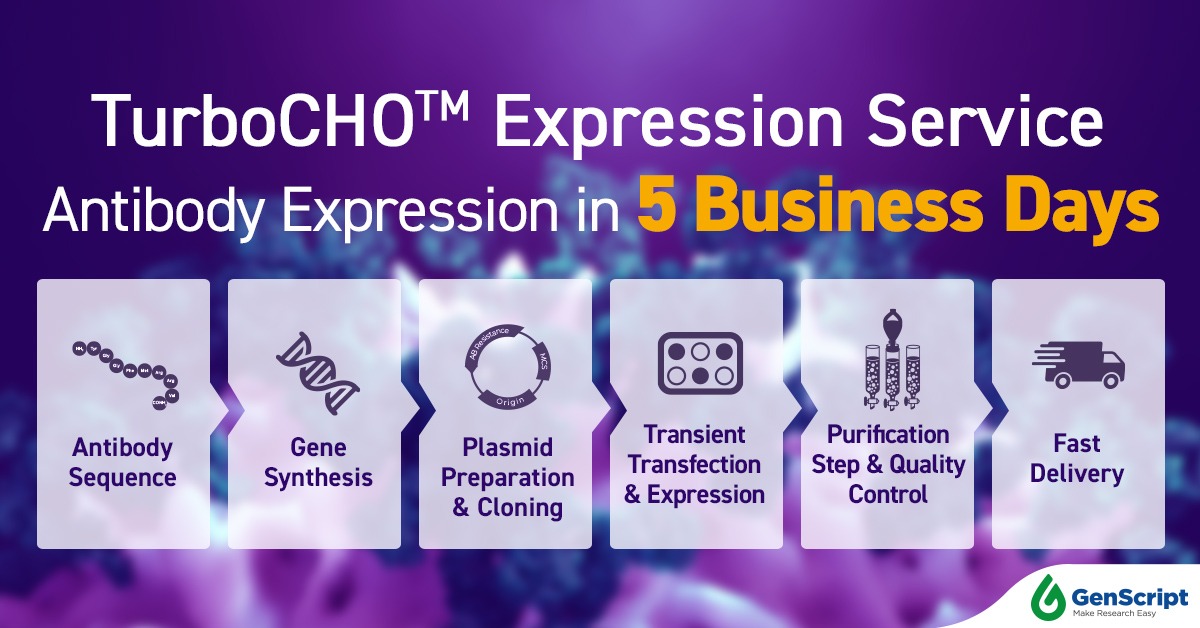 TurboCHO™ Antibody Expression Service in 5 Business Days 260