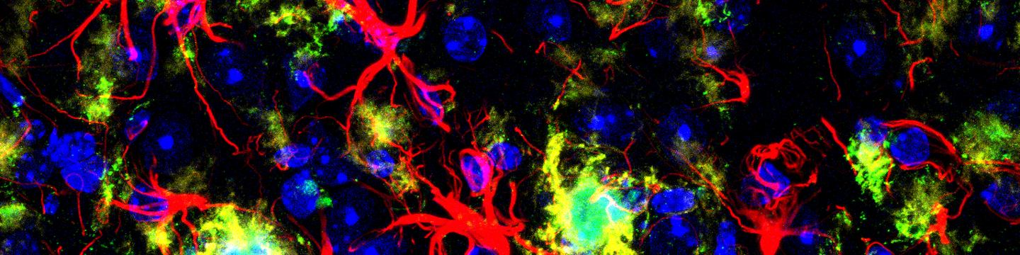 Cell Signaling Technology 80