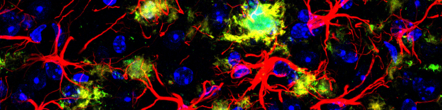 Cell Signaling Technology 86