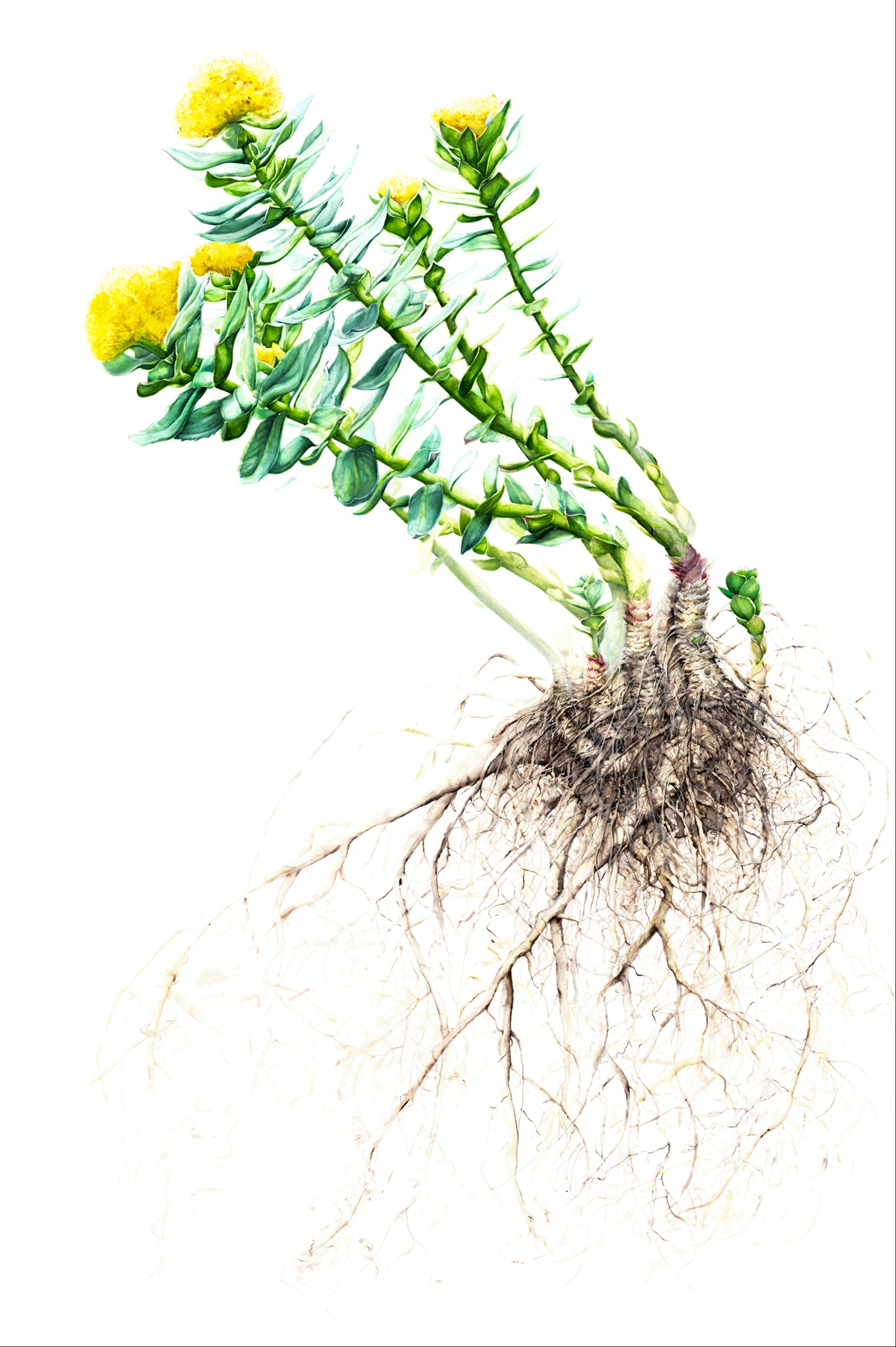 Botalys Fjord Rhodiola 201