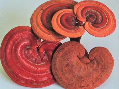 REALREISHI™ 1726