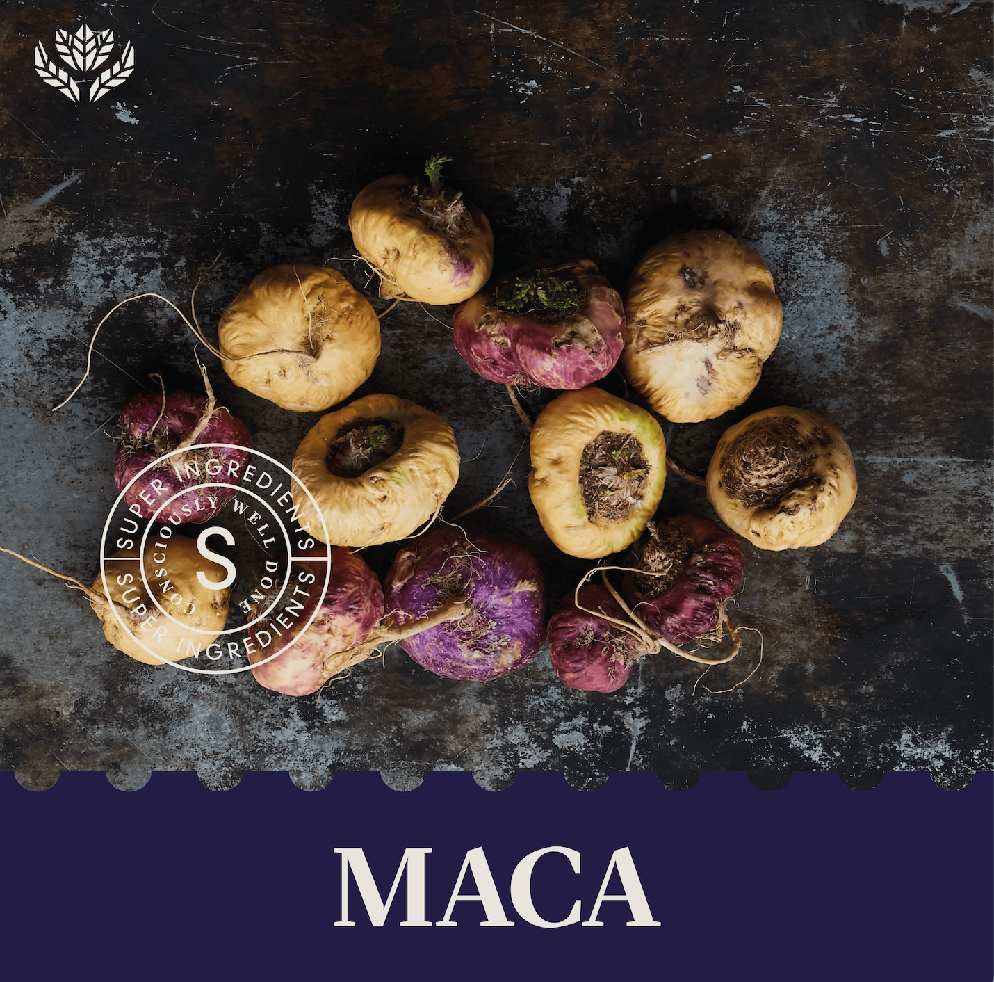 Maca 2967