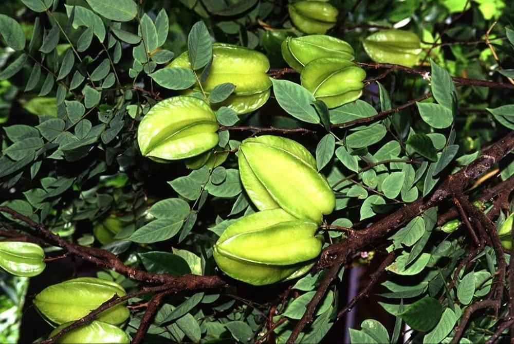 Terminalia Arjuna Extract 3983