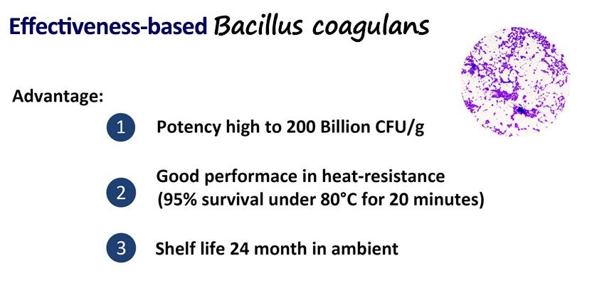 Heat stable strain Bacillus coagulans 4656