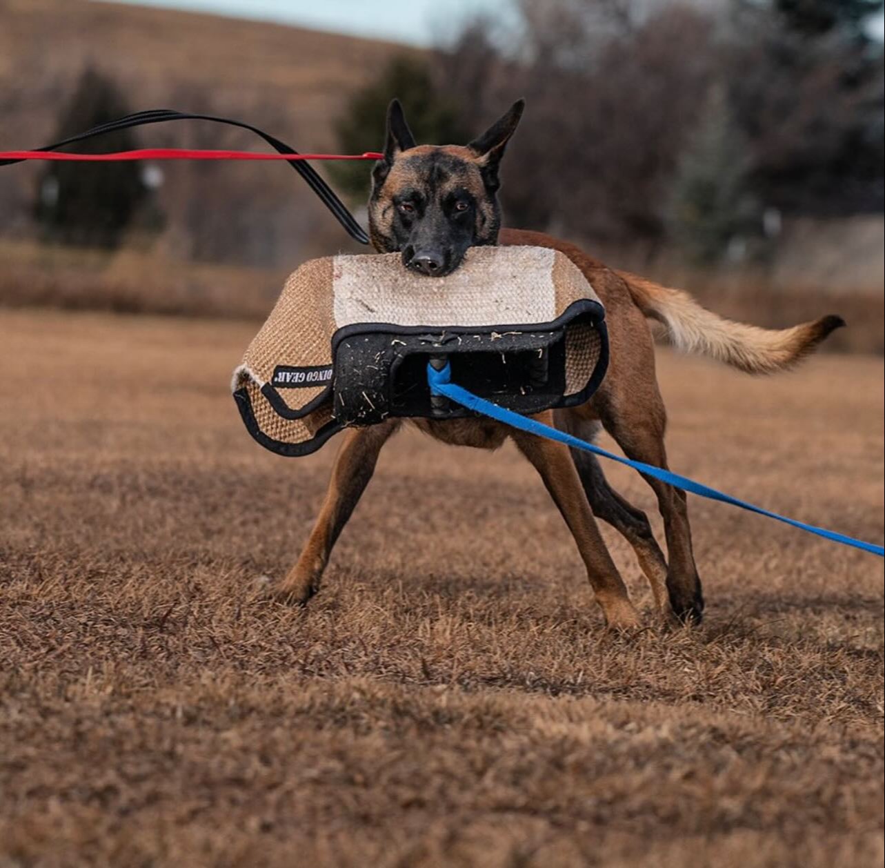 DINGO GEAR 'WOLF' Bite Sleeve for K9 & IGP Training 1316