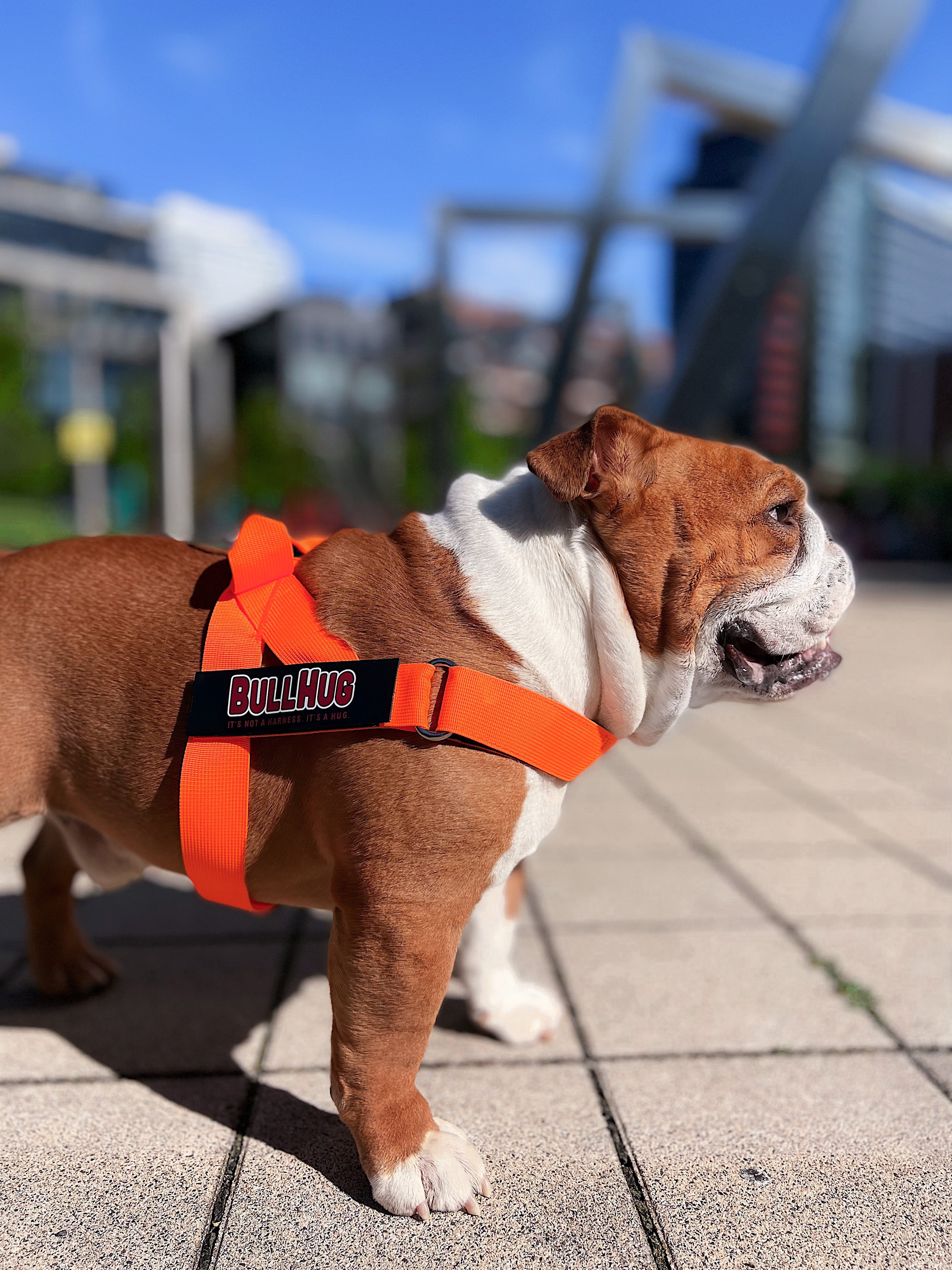 BullHug Harness - Fully Adjustable, Customizable & No choke 1339