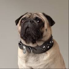 Dog Collars - TEST 19