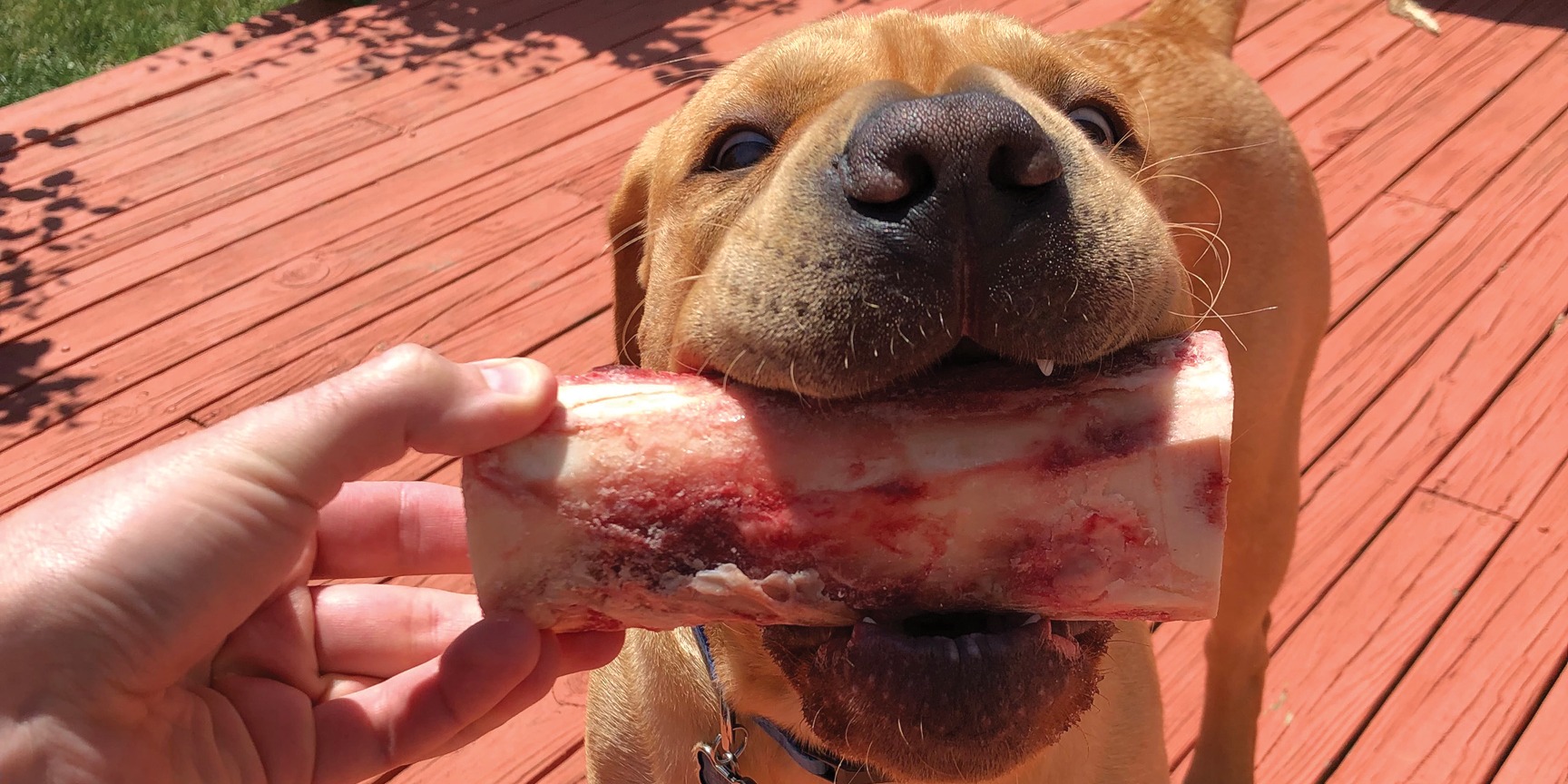 Tucker's Frozen Raw Bones 249