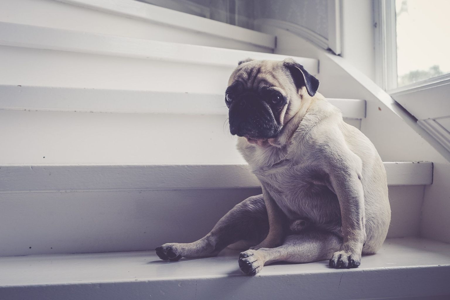 https://www.einpresswire.com/article/686205032/stairwedge-is-revolutionizing-pet-mobility-with-innovative-stair-access-solution 271