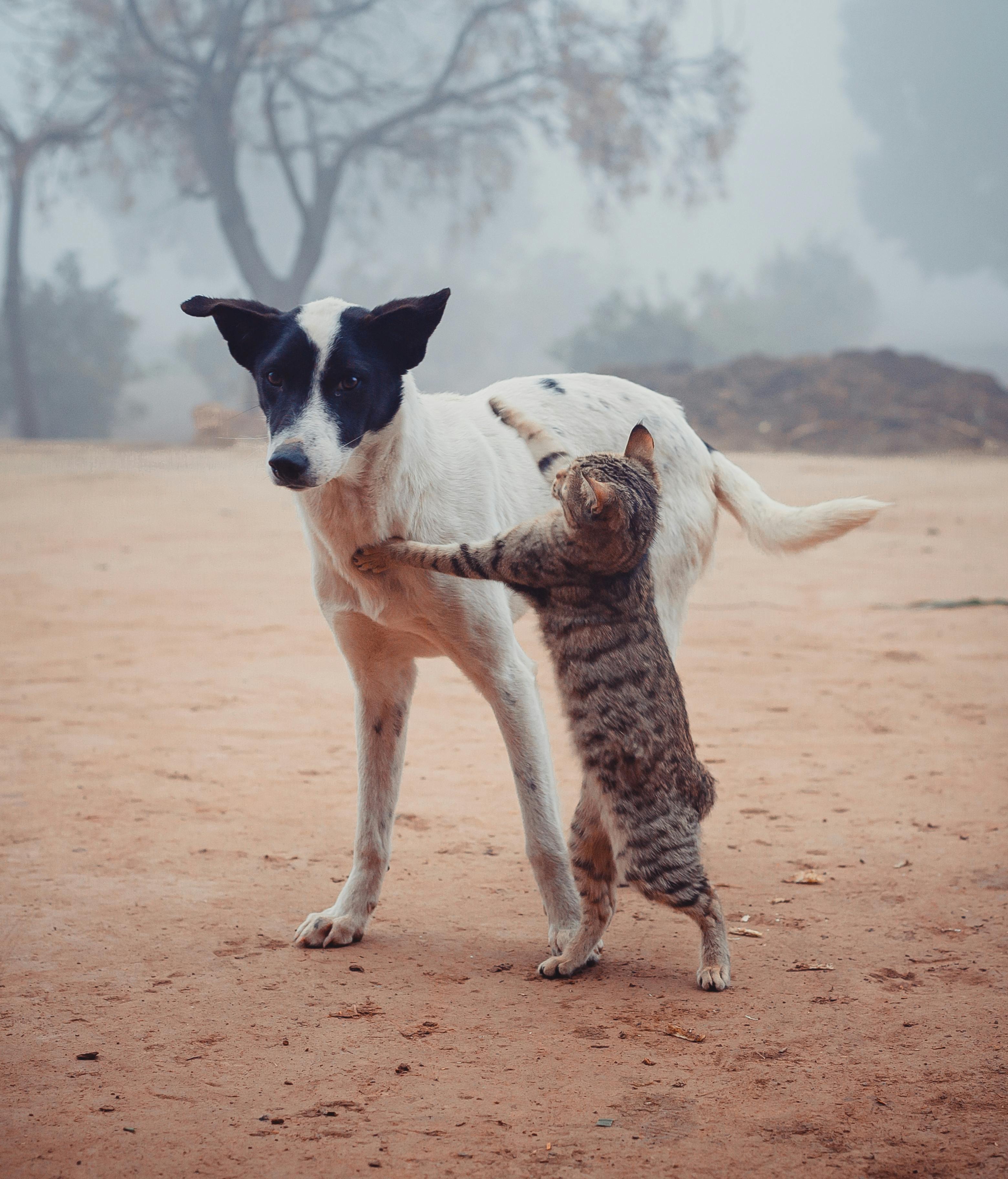 How Pets Help Mental Health 🧠🐶 348