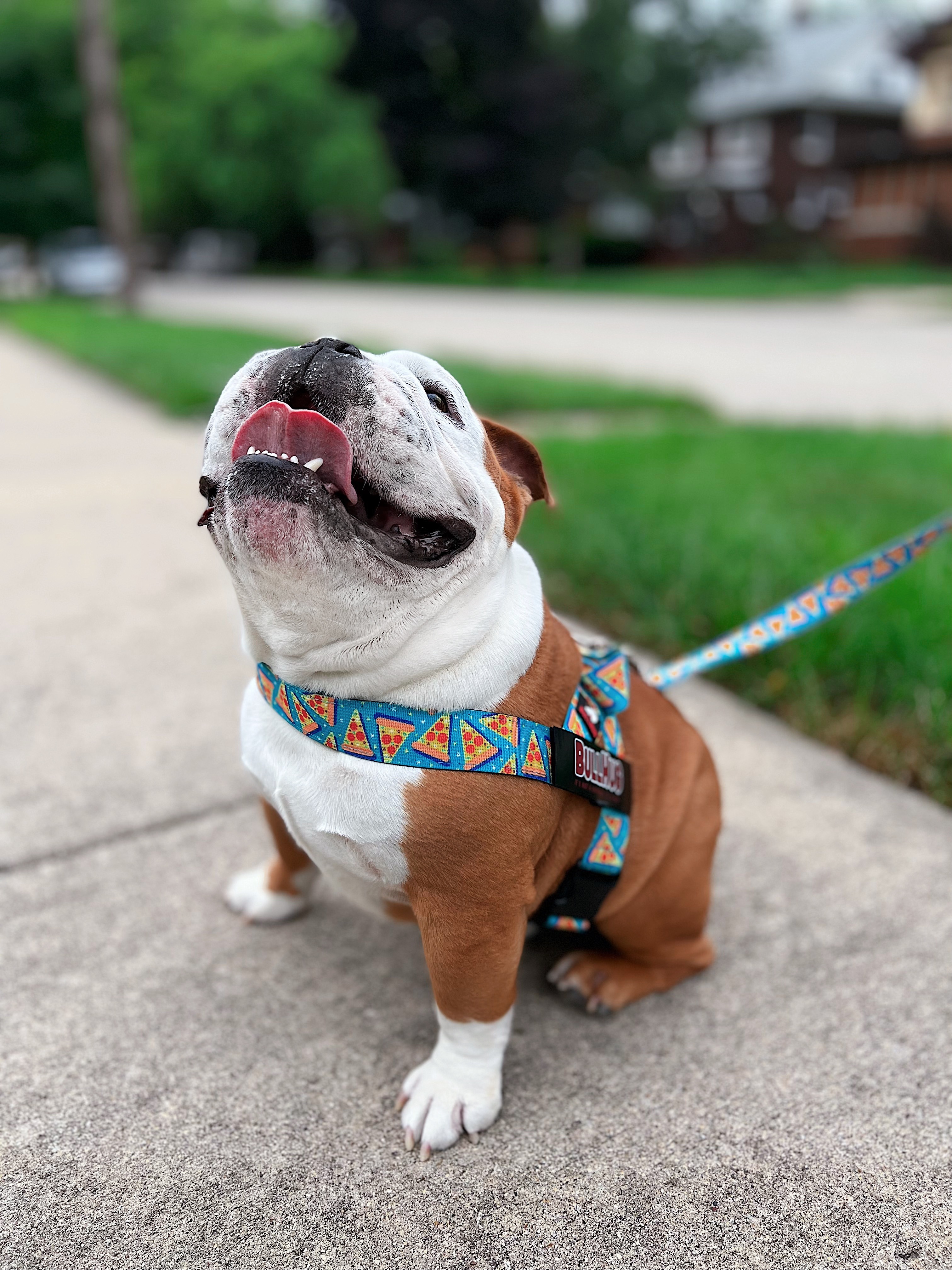 Pizza BullHug Dog Harness – Non-Choking, Adjustable 107