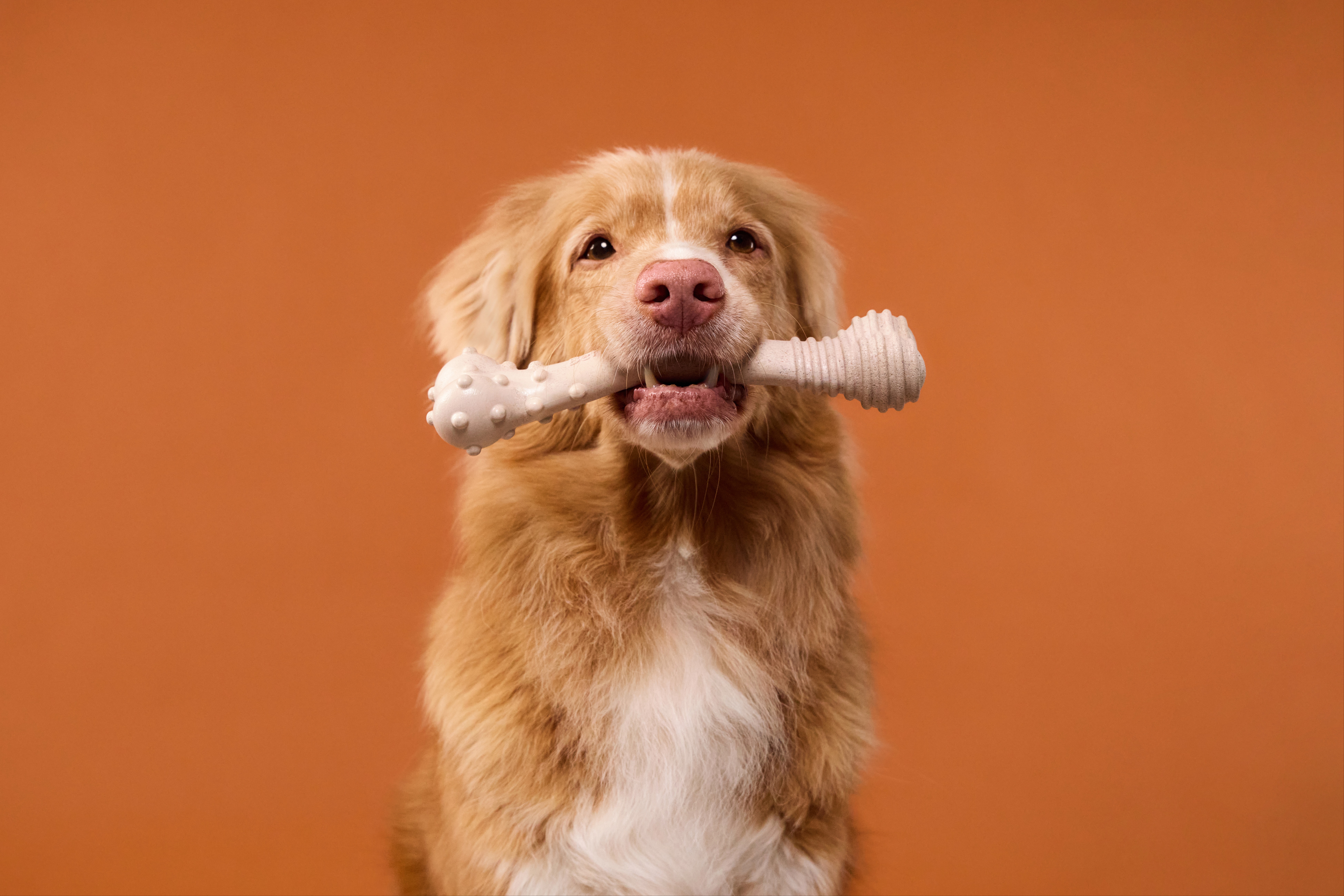 BetterBone GO Plant-Based Chew Toy 272