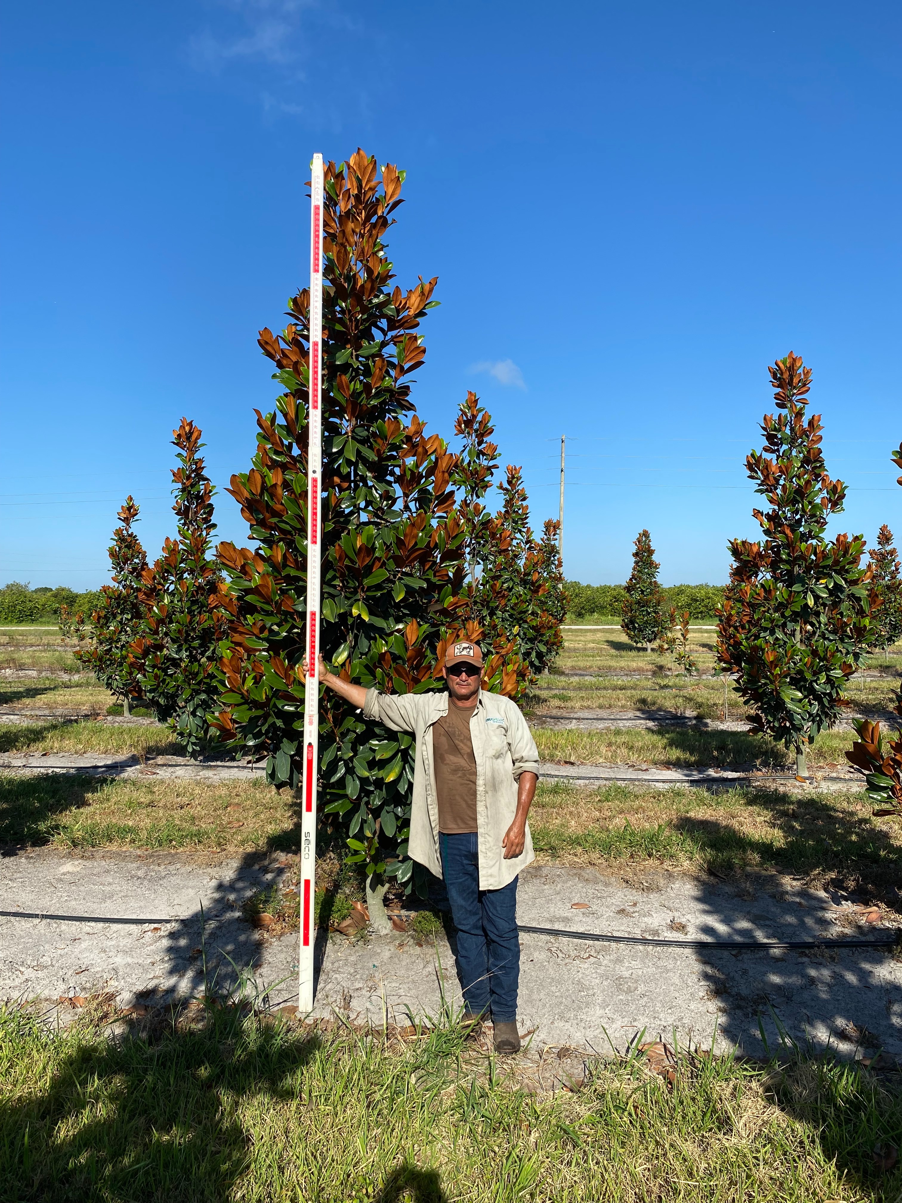 Magnolia grandiflora 'D.D.Blanchard'™ 22