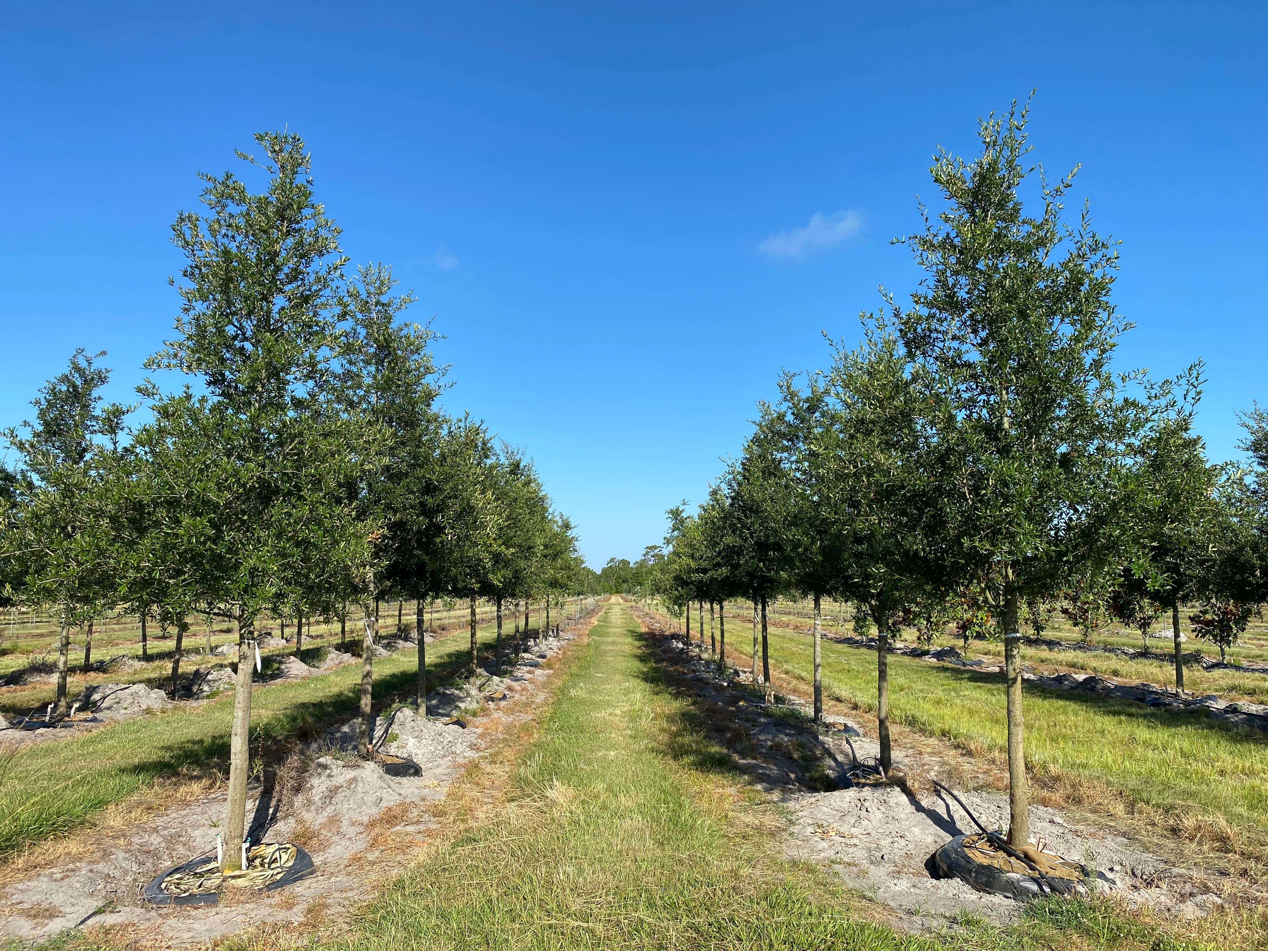 Quercus virginiana, Live Oak, Southern Oak Tree 23