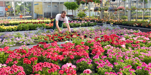 Annual All Stars: Top New Industry Varieties | KC 167