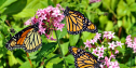 Best Practices for Maintaining Healthy Pollinator-Friendly Plants | KC 174