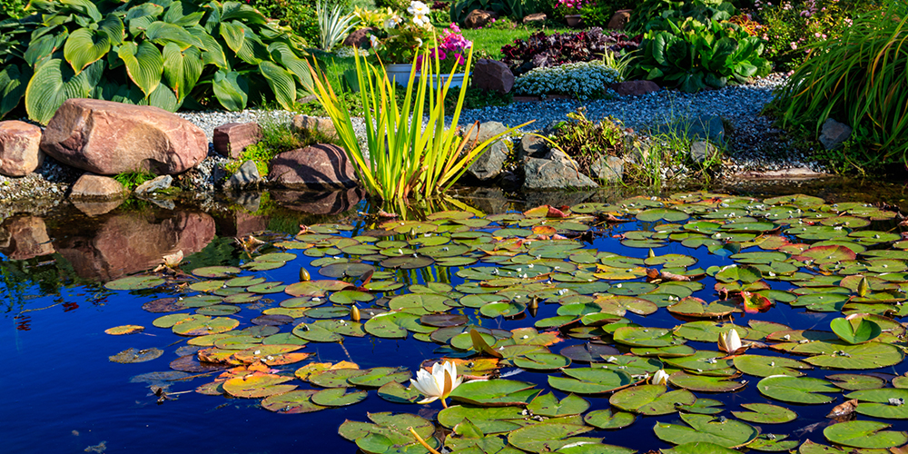 Working with Nature: Sustainable Solutions for Water Management, Wildlife, and Biodiversity | KC 183