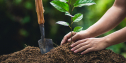 Growing your Game from the Ground-Up: Understanding Soils from the Container to the Landscape | KC 199