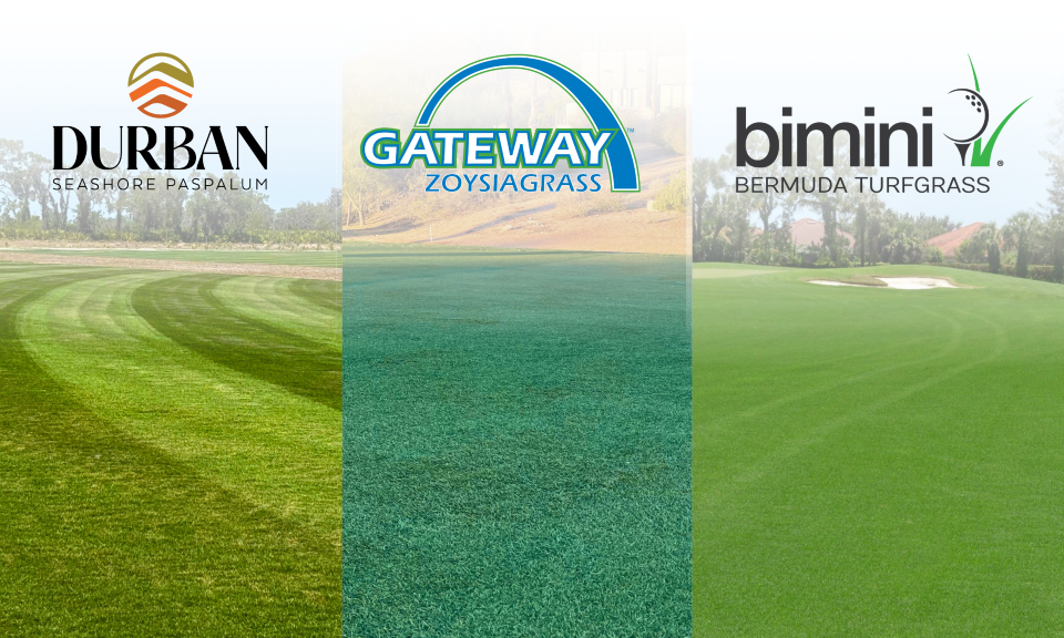 Premium Sod Varieties:  Bimini®, Durban®, Gateway™ 131