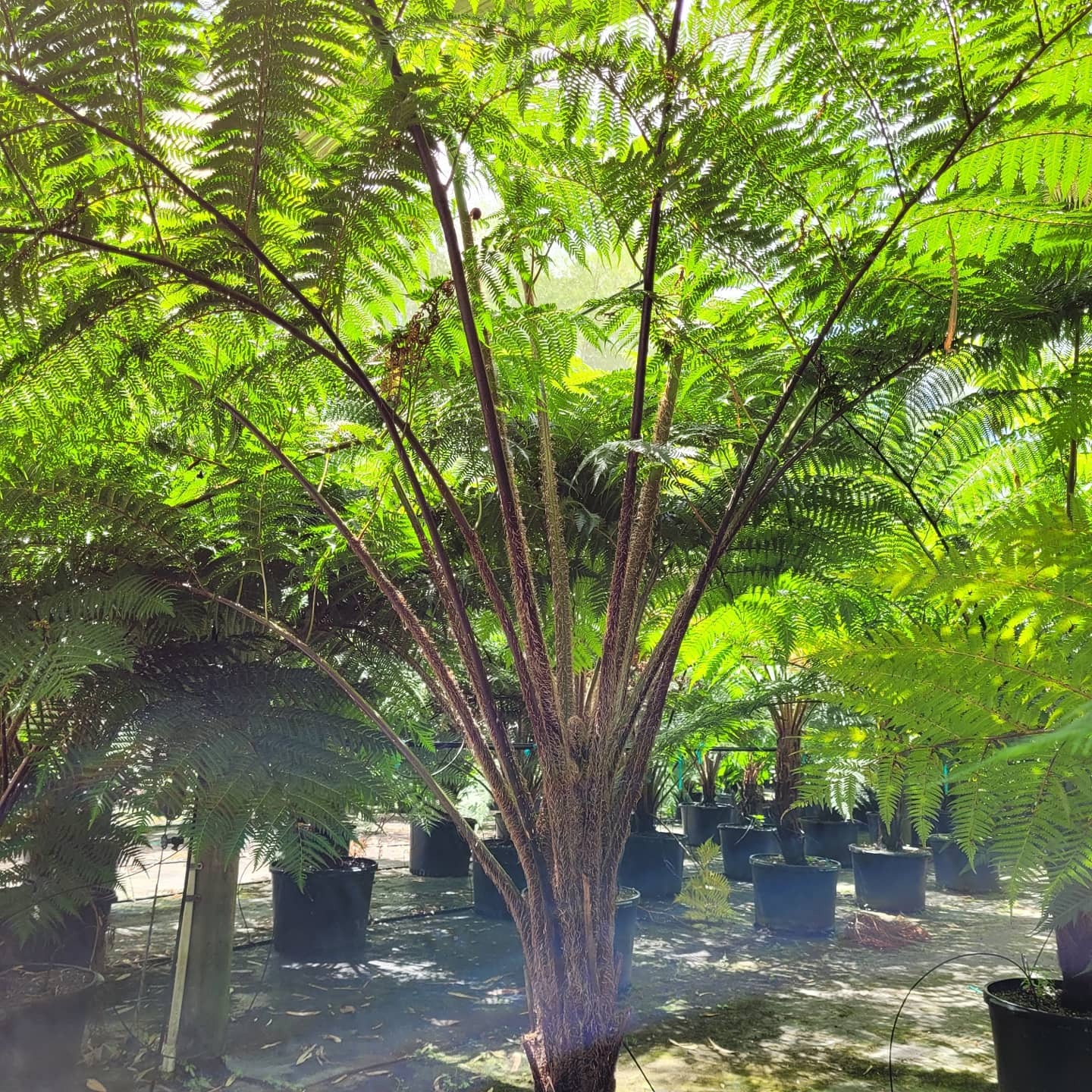 Giant Australian Tree Fern for your gardens! 166