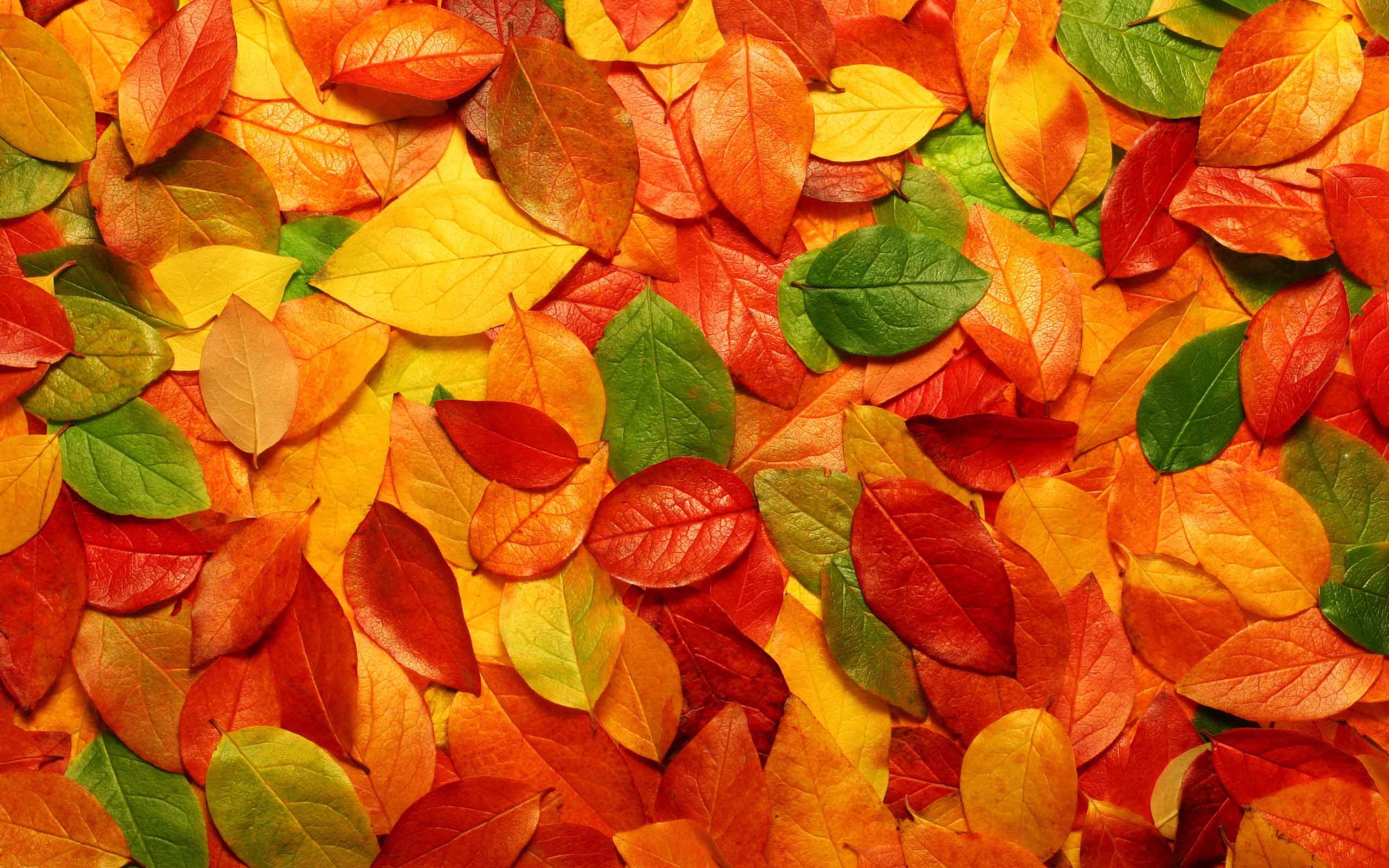 Five Fall Fundraising Ideas 139