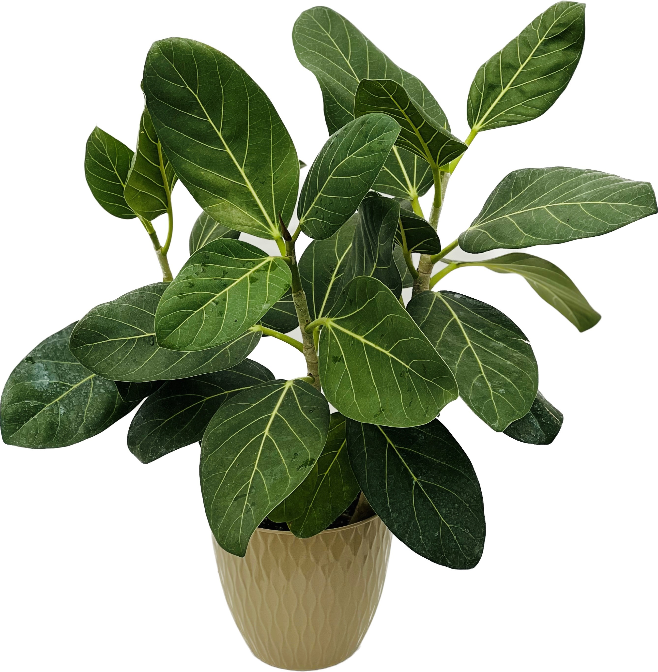 Ficus benghalensis 'Audrey' 21