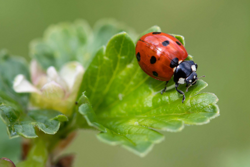 Pest Management Made Easy: A Customer's Guide for Successfully Managing Their Plants | Education Session 176