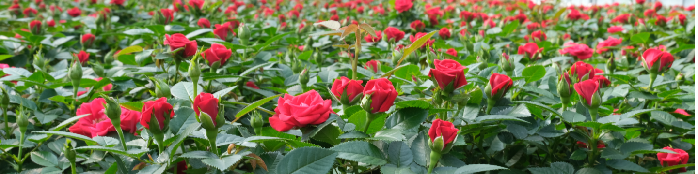 Westbrook Greenhouses Limited 113