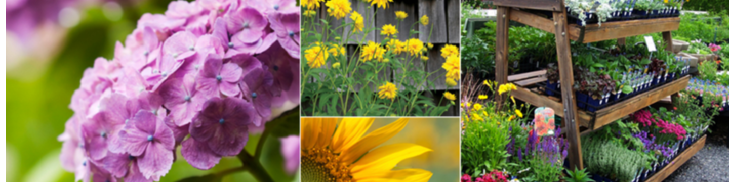 Master Nursery Garden Centers 174