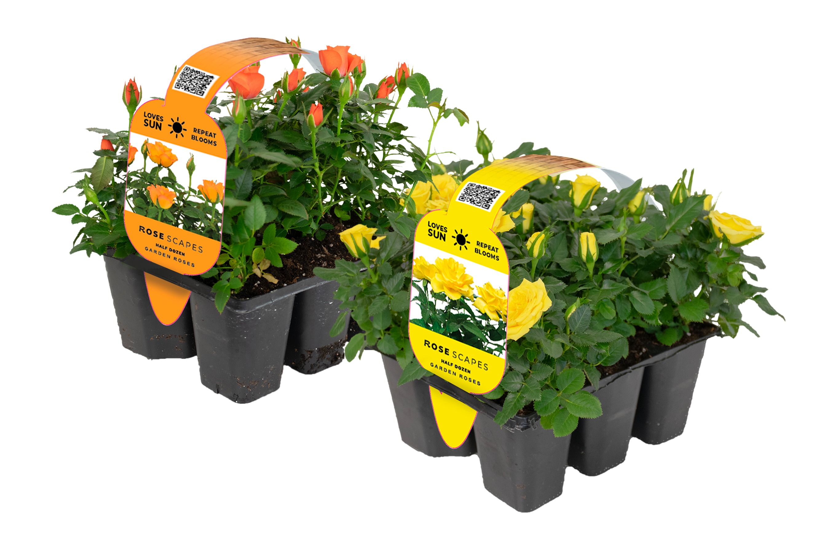 3" 6-Pack RoseScapes 109