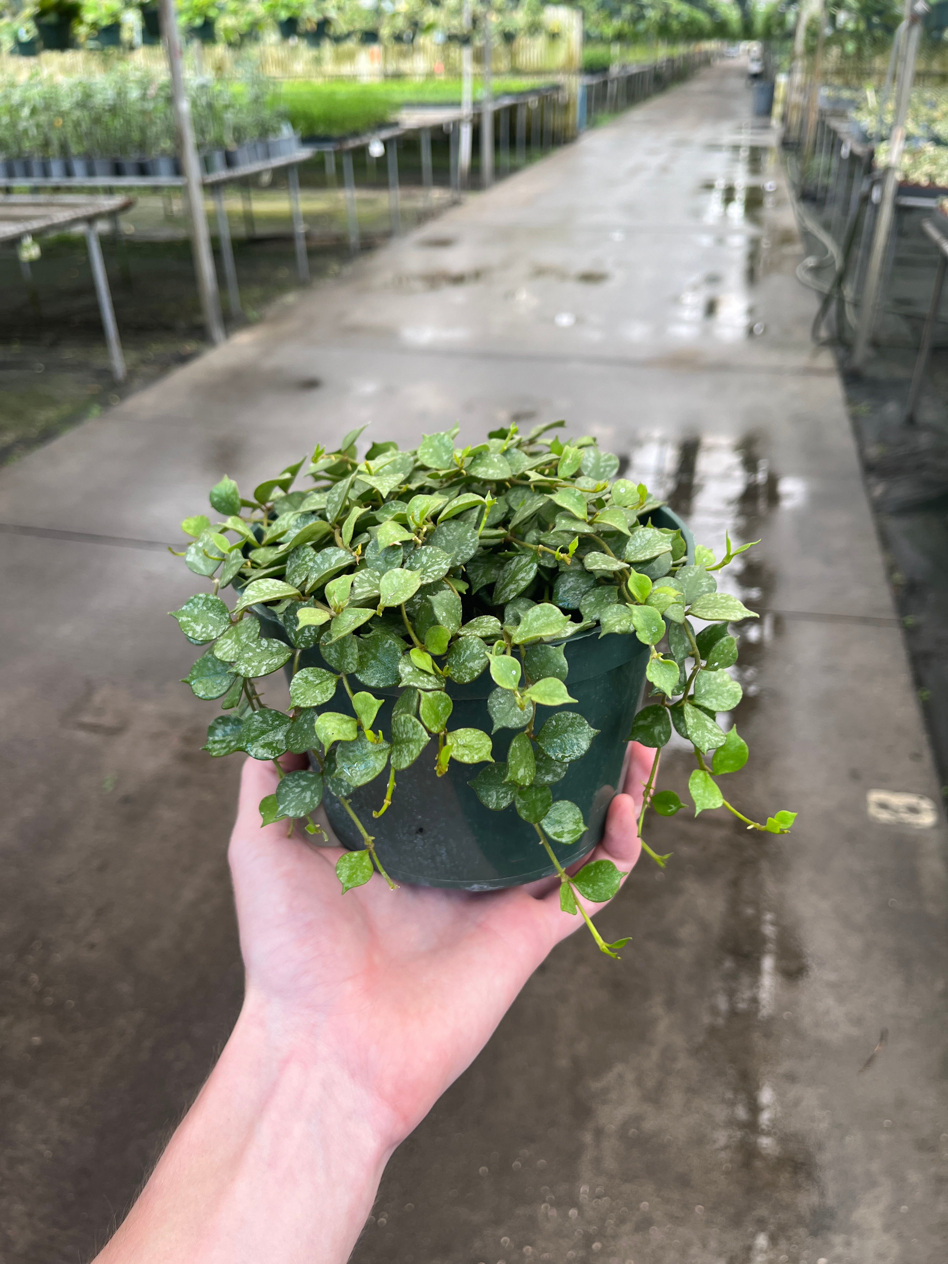 Hoya Curticii 30
