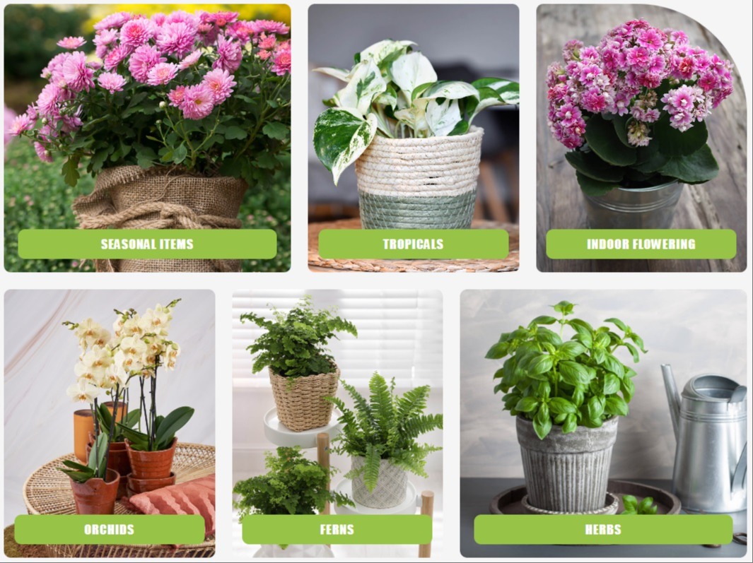 All your Potted Plants for all seasons! 59