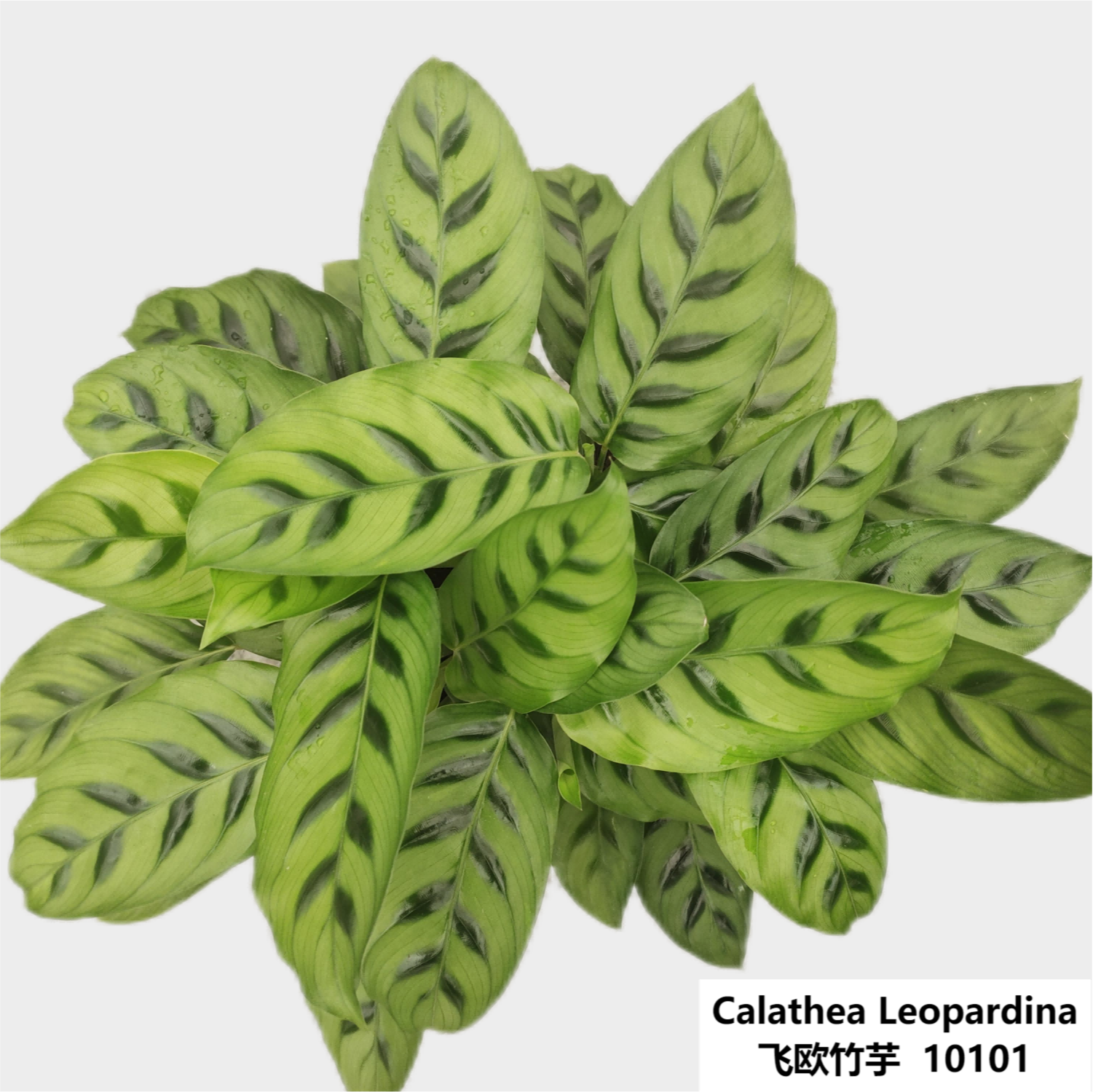 Calathea Leopardina 64