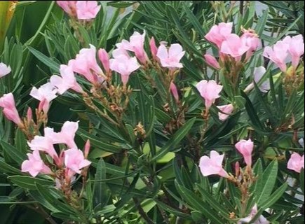 Nerium oleander 'Petite Pink' 69