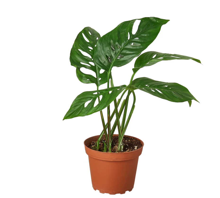 Monstera Adansonii 'Swiss Cheese' - 4" Pot 80